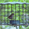 Caged Bluebird Feeder, Blue
