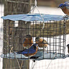 Caged Bluebird Feeder, Blue