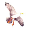 Sea Gull Kite, 42.5" Wingspan
