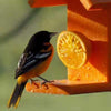 Going Green Recycled Plastic Oriole Fruit Feeder - BirdHousesAndBaths.com