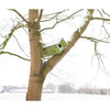 Owl or Kestrel Extended Horizontal House - BirdHousesAndBaths.com