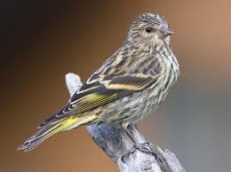 Siskin Feeders