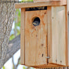 Audubon Cedar Bluebird House