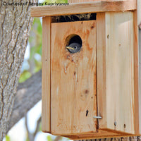 Audubon Cedar Bluebird House
