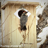 Classic Three-Woodpecker House