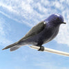 Purple Martin Gourds with Hanging Bracket and Pole Kit