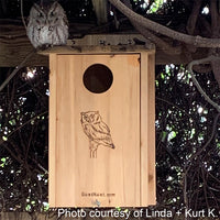Premium Screech Owl or Kestrel House