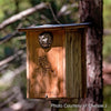 Premium Screech Owl or Kestrel House
