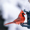 Brome Squirrel Buster Plus Squirrel Proof Bird Feeder
