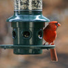 Brome Squirrel Buster Plus Squirrel Proof Bird Feeder
