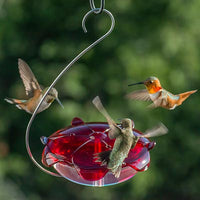 Droll Yankees Ruby Sipper Hanging Hummingbird Feeder, Clear - BirdHousesAndBaths.com