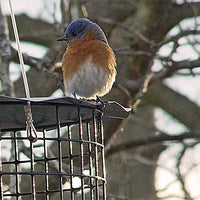 Caged Bluebird Feeder, Blue