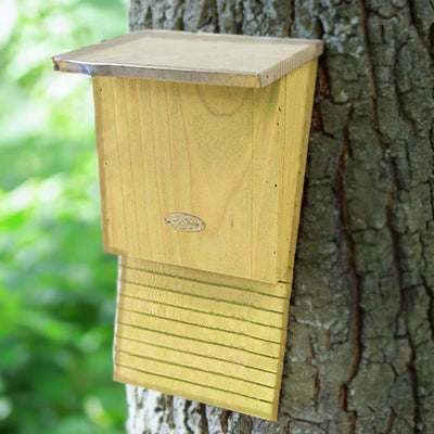 Small Bat House, 12 bats
