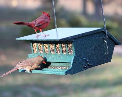 Bird's Choice Squirrel Proof Bird Feeder, Green