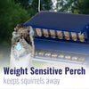 Absolute II Double Sided Squirrel Resistant Electric Blue Bird Feeder