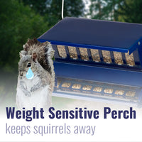 Absolute II Double Sided Squirrel Resistant Electric Blue Bird Feeder