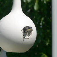 Purple Martin Two-Piece Gourds with Crescent SREH - 8 Pack