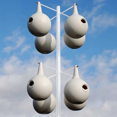 Purple Martin Two-Piece Gourds with Crescent SREH - 8 Pack