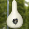 Purple Martin Gourds, Pack of 18