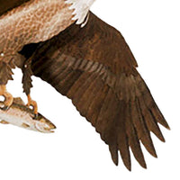 American Bald Eagle Kite, 60" Wingspan
