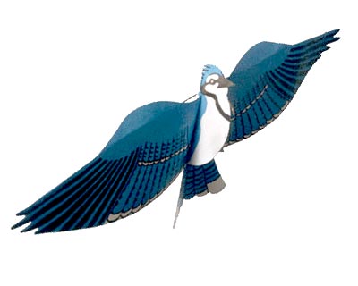 Blue Jay Kite, 28