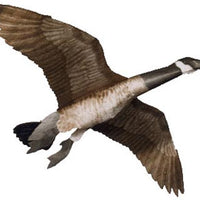 Giant Canada Goose Kite, 60" Wingspan