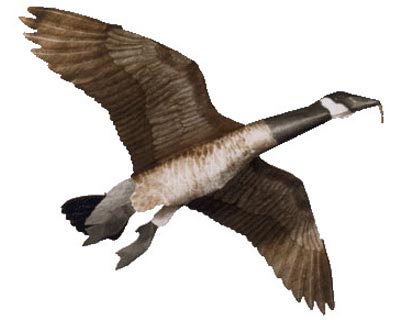 Giant Canada Goose Kite, 60