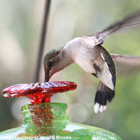 Parasol Mini-Blossom Chandelier Hummingbird Feeder, Aquamarine