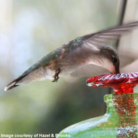 Parasol Mini-Blossom Chandelier Hummingbird Feeder, Clear