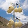 Two-Piece Purple Martin Gourds and Pole, 4 Over 4, by Prime Retreat