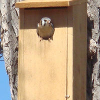 Kestrel and Screech Owl House