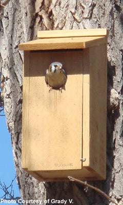 Kestrel and Screech Owl House