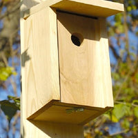 Joy Box Eastern Bluebird House - BirdHousesAndBaths.com