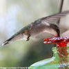 Mini-Blossom Chandelier Hummingbird Feeder, Green - BirdHousesAndBaths.com