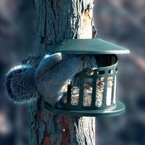 Squirrel Diner II Squirrel Feeder - BirdHousesAndBaths.com