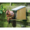 Squirrel Feeder - BirdHousesAndBaths.com