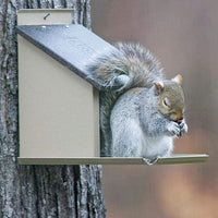 Squirrel Lunch Box - BirdHousesAndBaths.com
